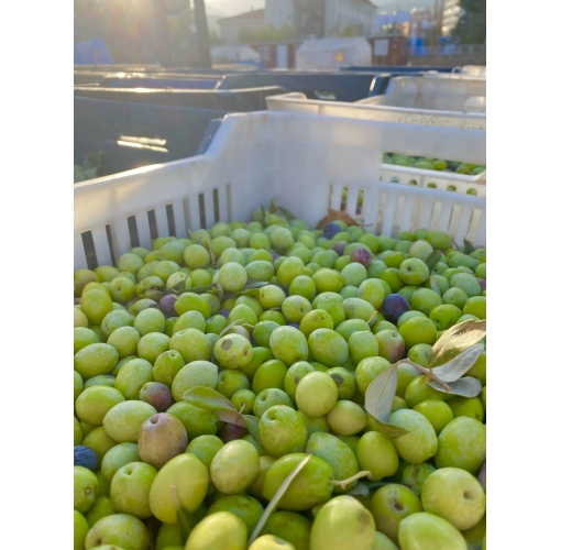 GEMLİK ZEYTİN (1KG)