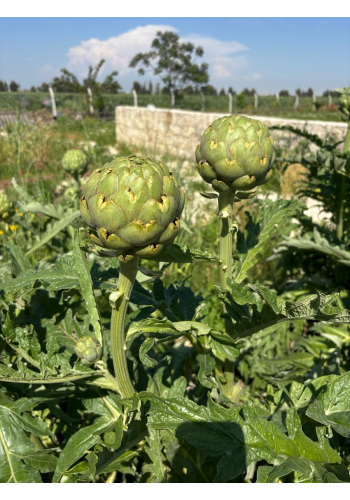 YENİ HASAT BEBEK ENGİNAR 25'Lİ