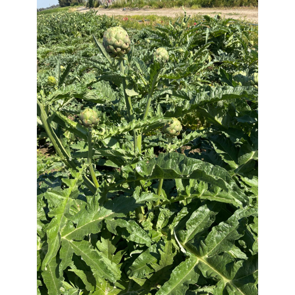 YENİ HASAT BEBEK ENGİNAR 25'Lİ